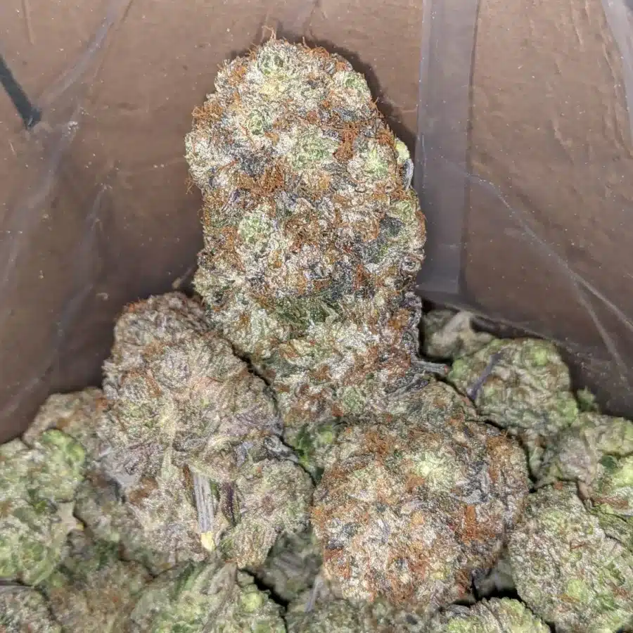 Rockstar tuna 4 I Rockstar Tuna