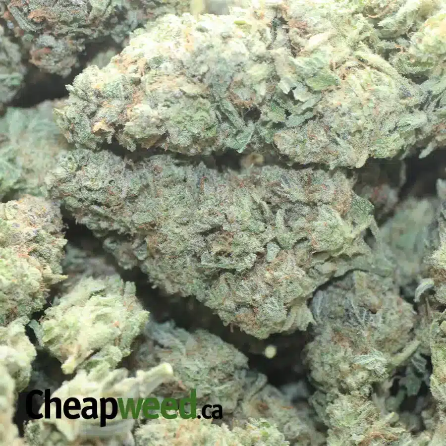STARFIGHTER 1 I $ 50 Oz - Starfighter