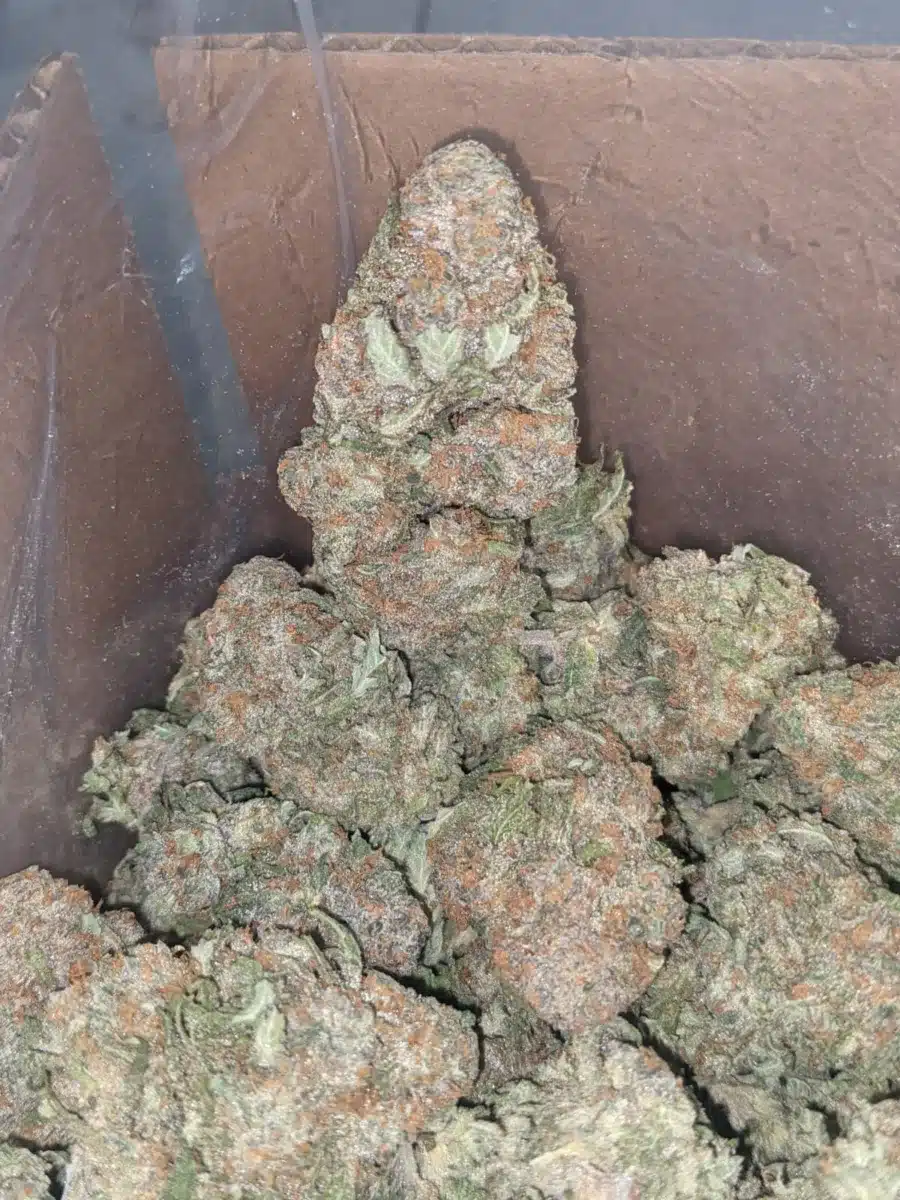 Alaskan Thunder Fuck 33% Thca Bulk