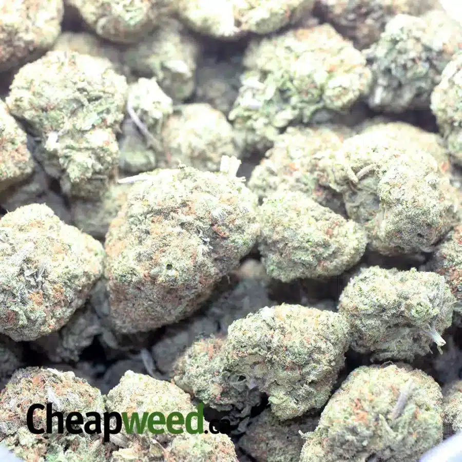 BLUE HAWAIIAN 1 I Blue Hawaiian