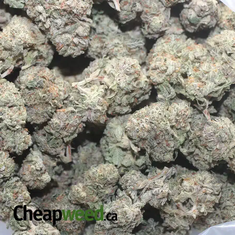 DONKEY PUNCH 1 I $ 43 Oz - Donkey Punch