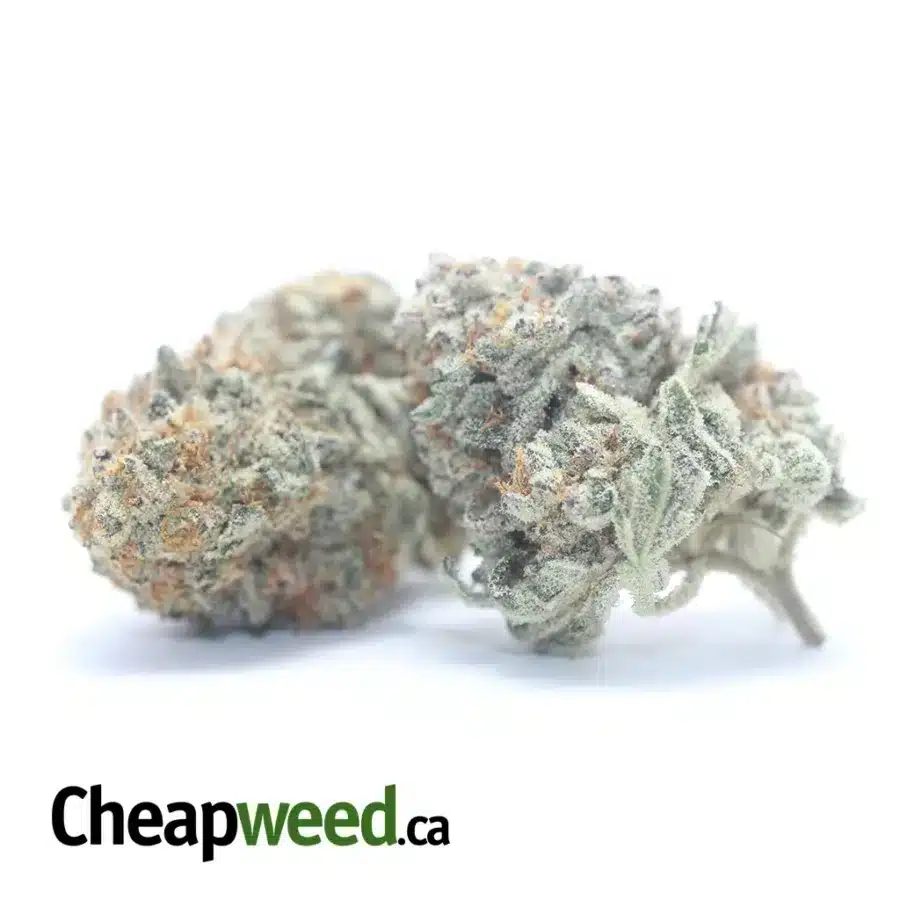 Alternative view of Garlic Breath #2