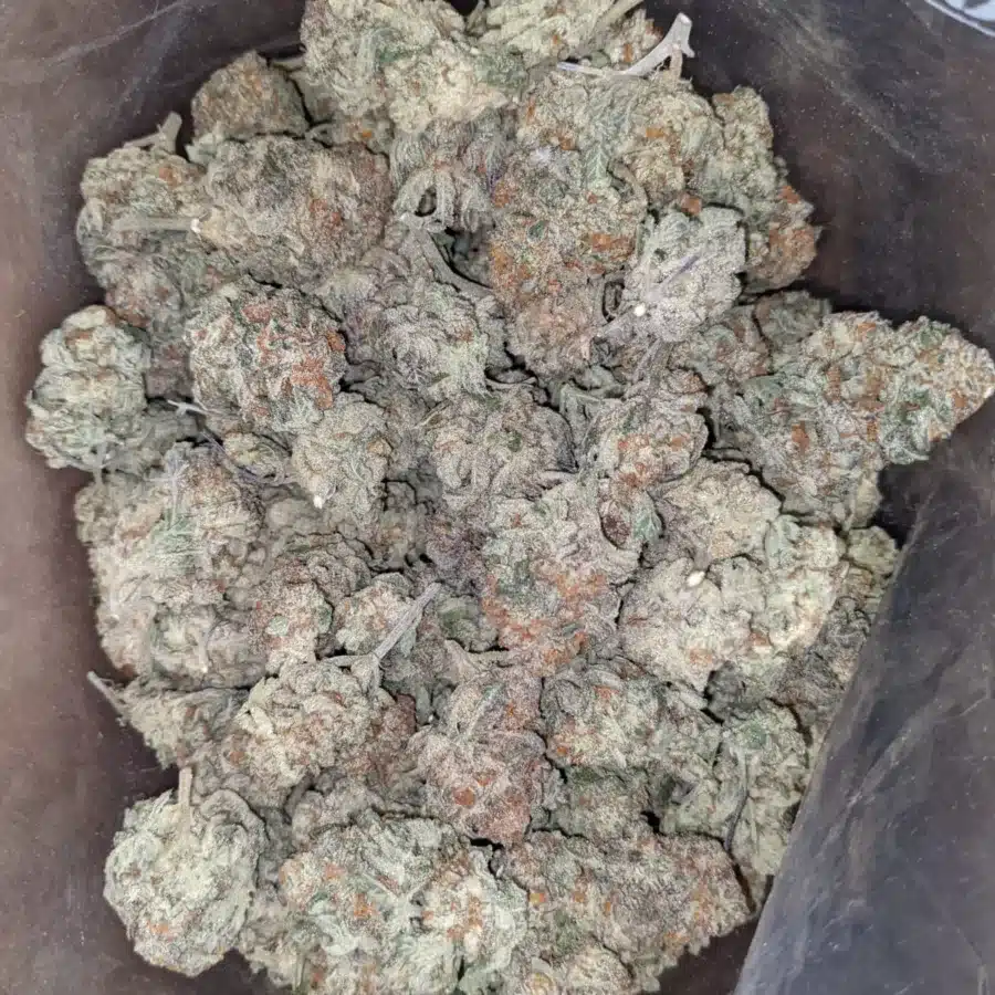 Garlic breath 1 I Garlic Breath #2