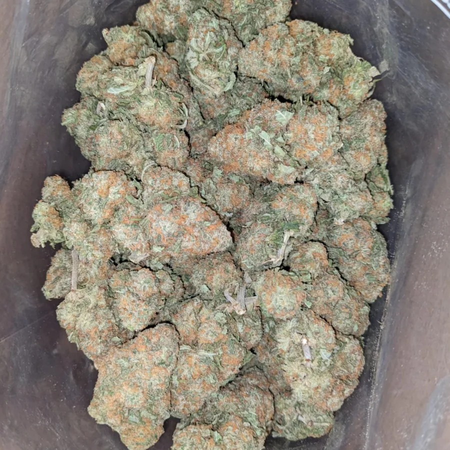 Greenfarm Nuken 2 I Greenfarm's Nuken