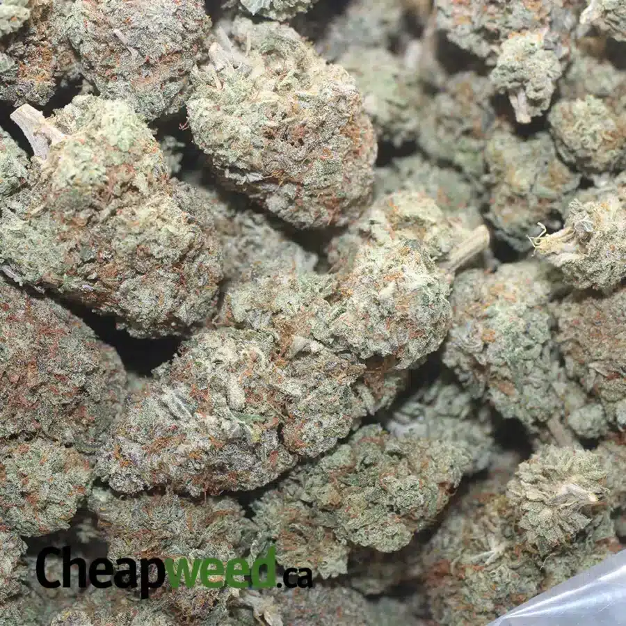 HASHPLANT 1 I Hashplant