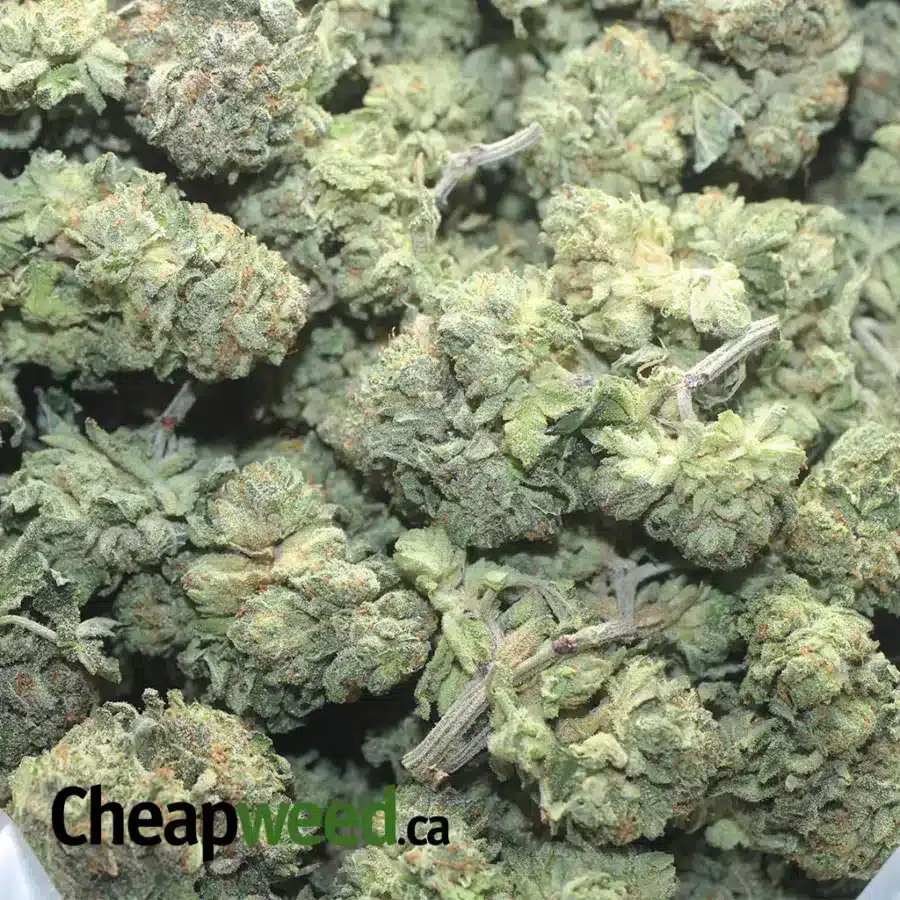 HEADBAND 1 I $ 43 Oz - Headband