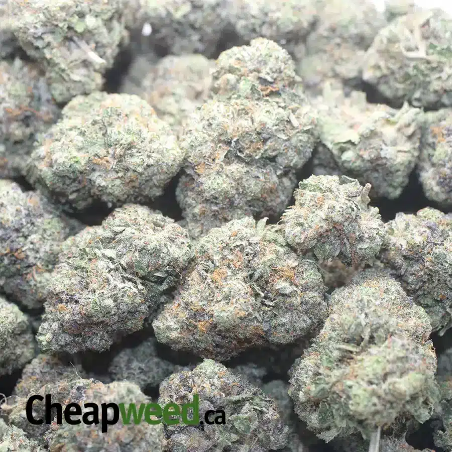 PINK OG 1 I Pink OG