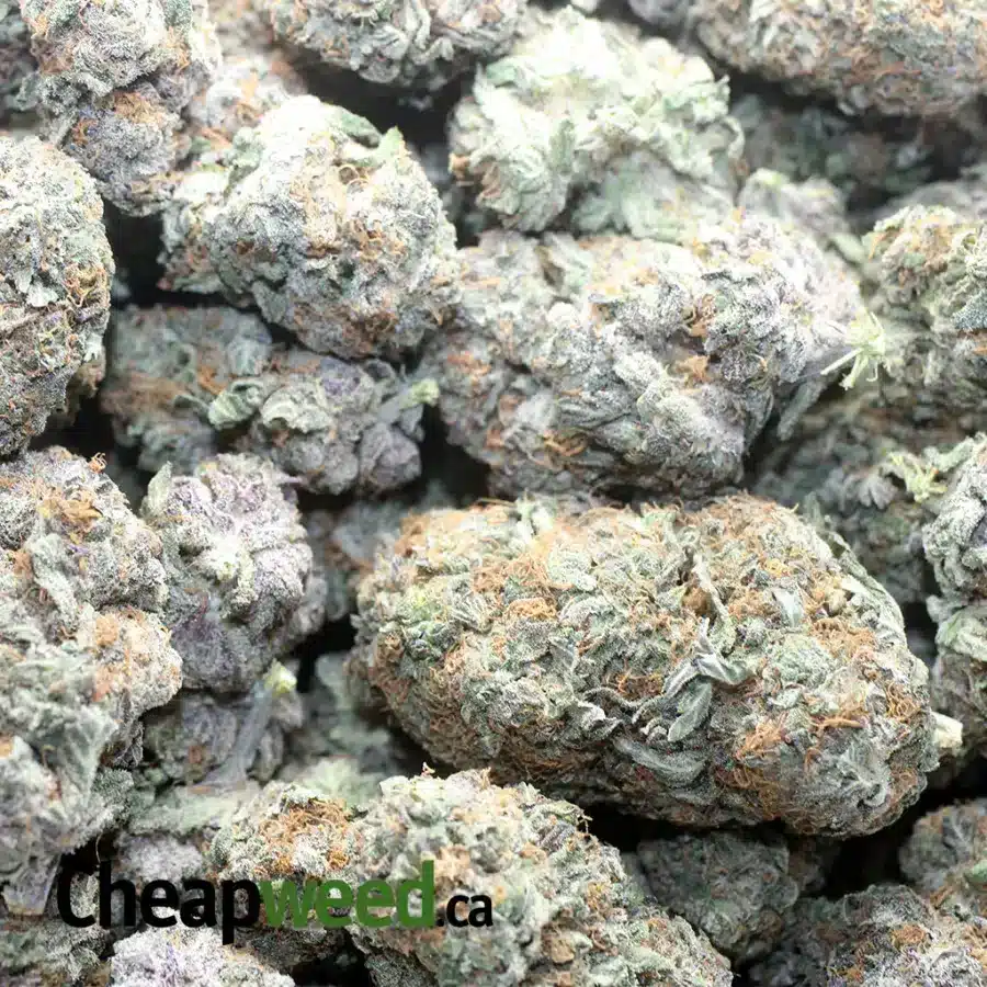 PURPLE AMNESIA 1 I Pure Amnesia