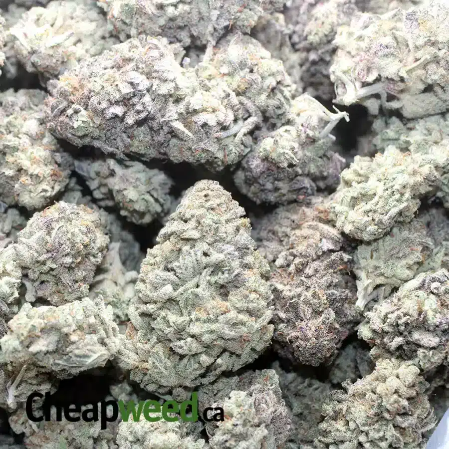 PURPLE HEADBAND 1 I Purple Headband