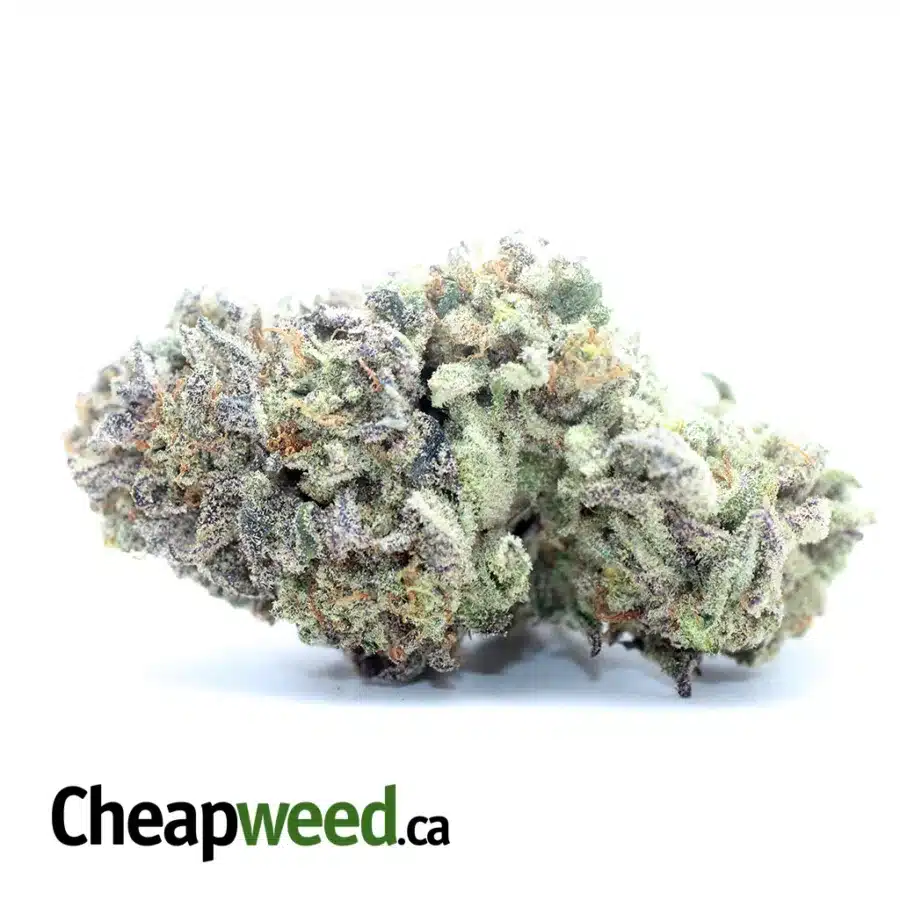 Purple Headband