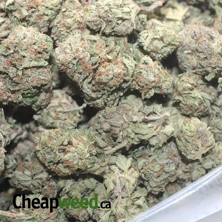 PURPLE OG 1 I Purple OG