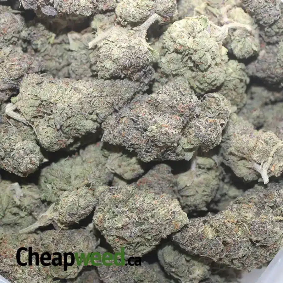 PURPLE RUNTZ 1 I $ 47 Oz - Purple Runtz