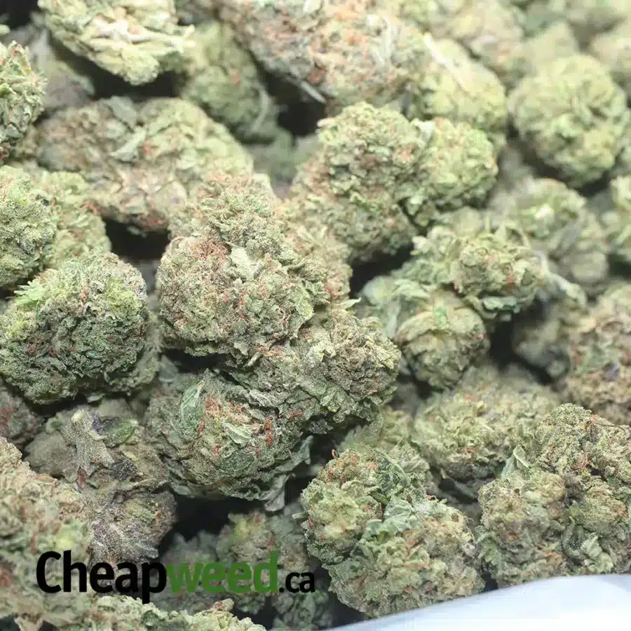 PURPLE WRECK 1 I Purple Wreck