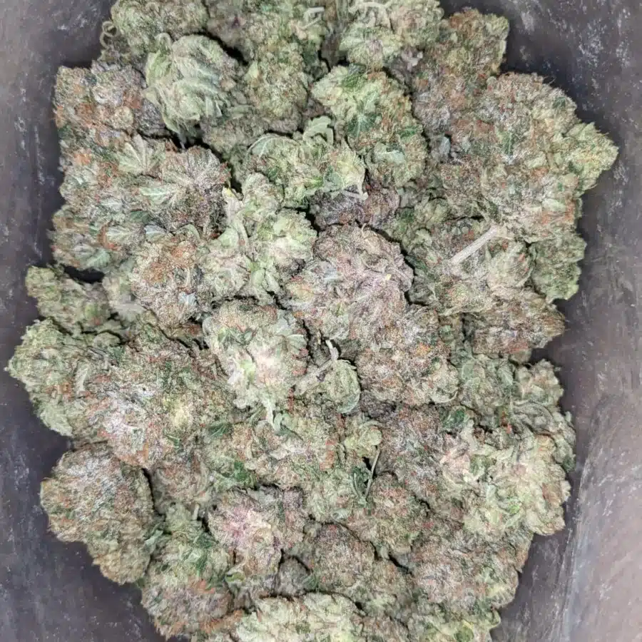 Pink Tuna 1 1 I Pink Tuna Kush