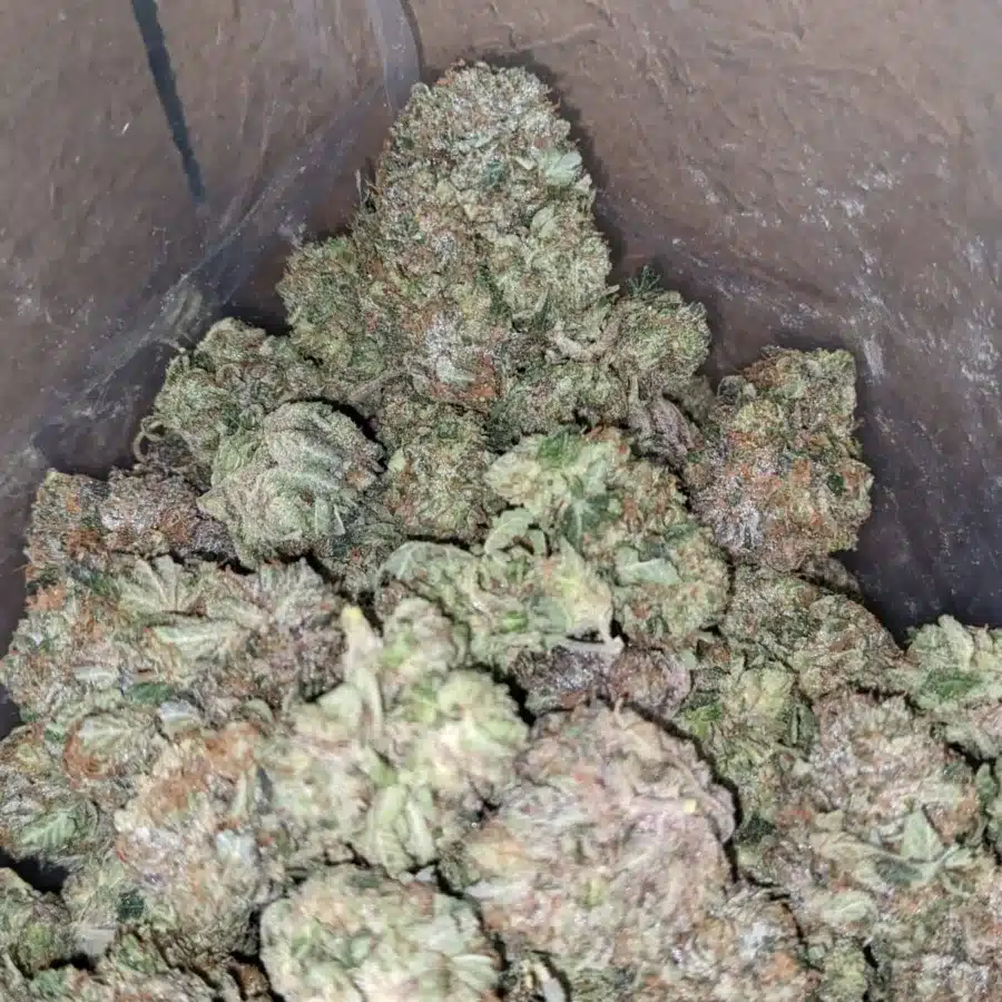 Alternative view of Pink Tuna Kush
