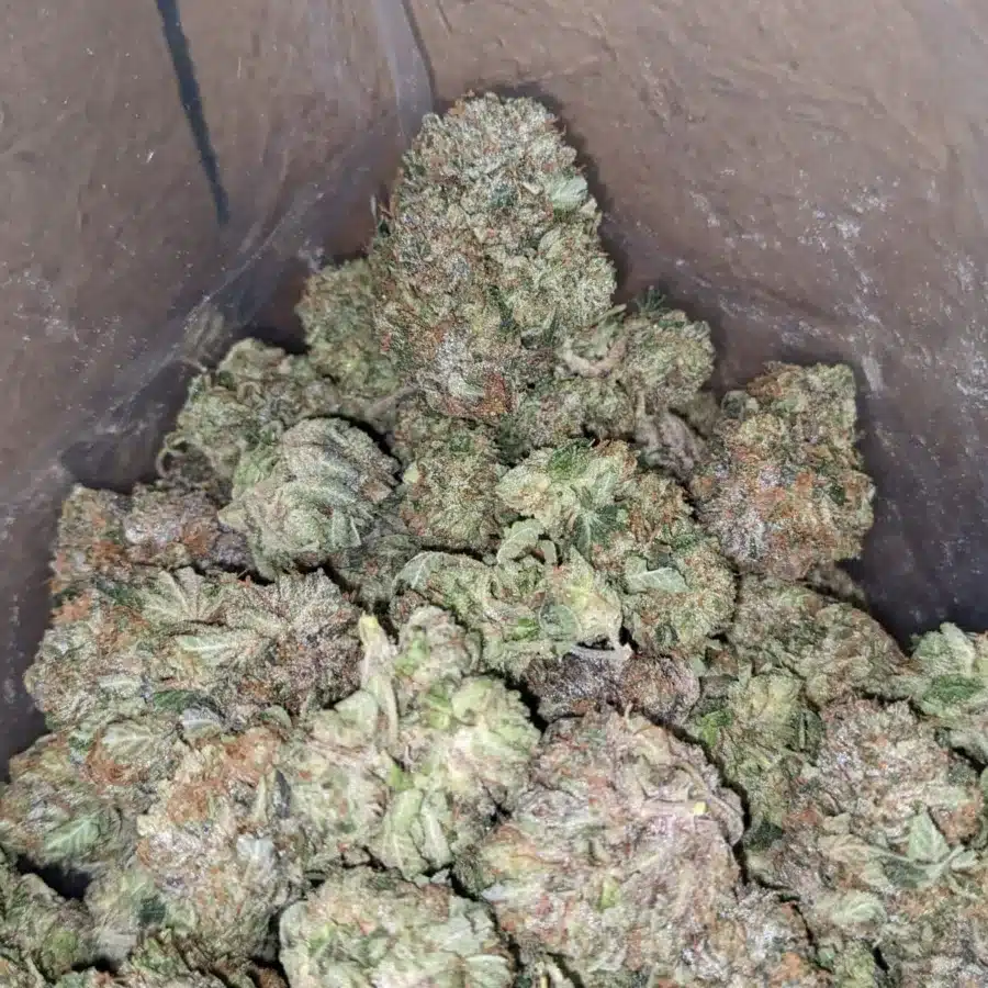 Pink Tuna 4 I Pink Tuna Kush