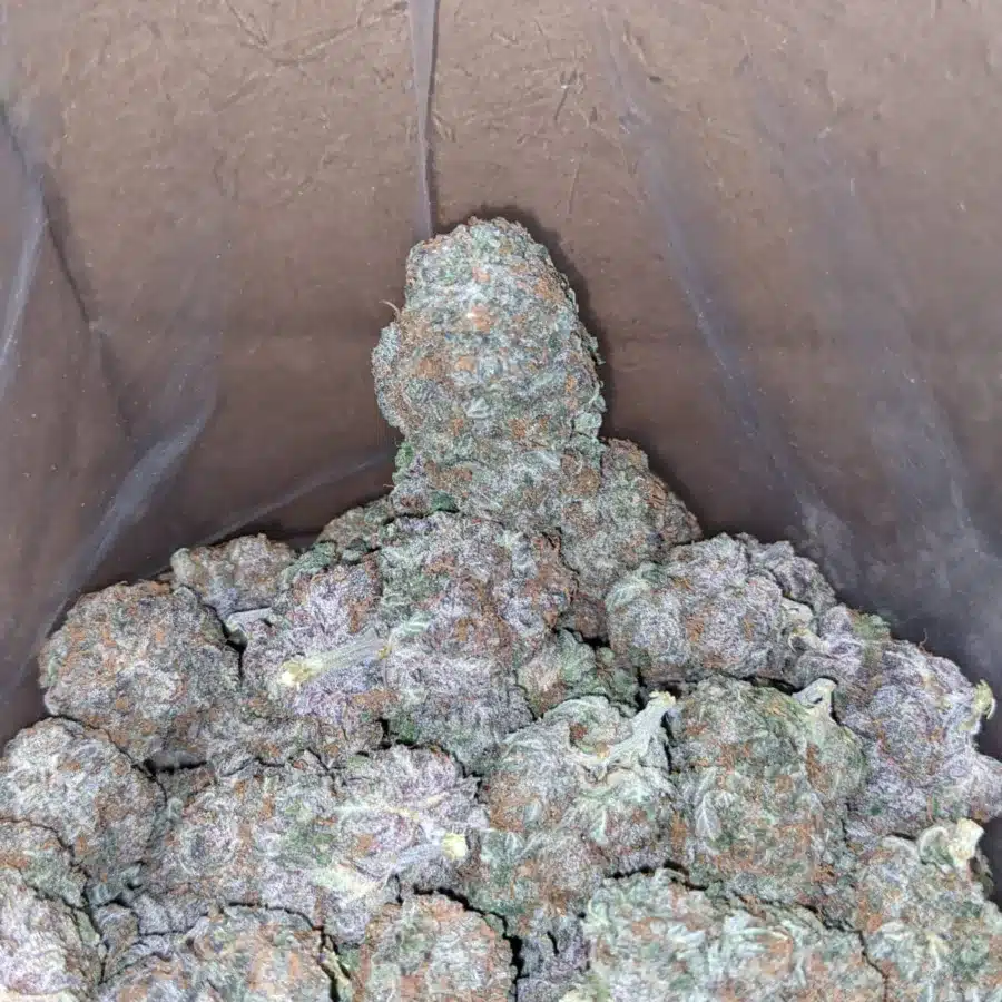 Pure amnesia 4 I Pure Amnesia