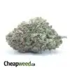 $ 42 Oz - Runtz