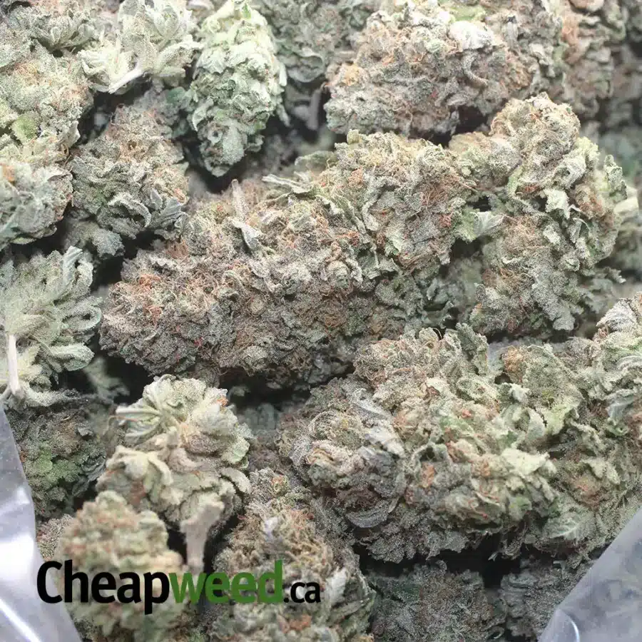 SILVER KUSH 1 I Silver Kush