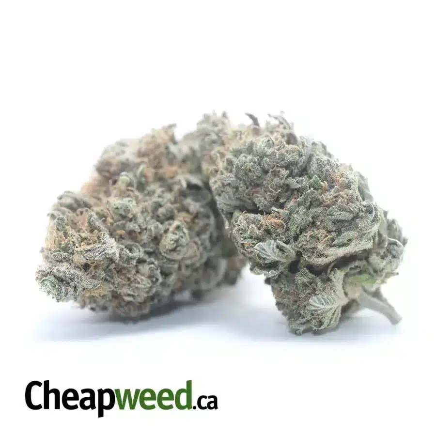SILVER KUSH 3 I Silver Kush
