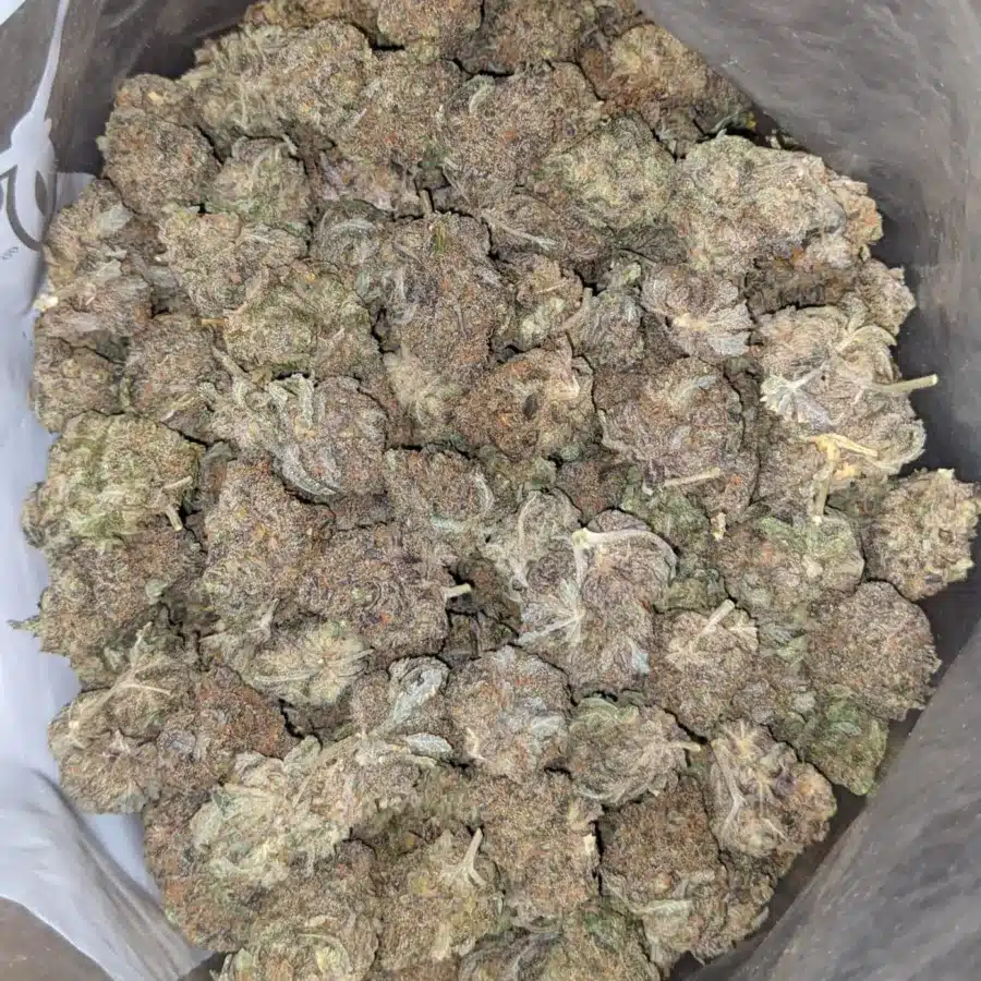 Sitnky Bubba 1 I Stinky Bubba