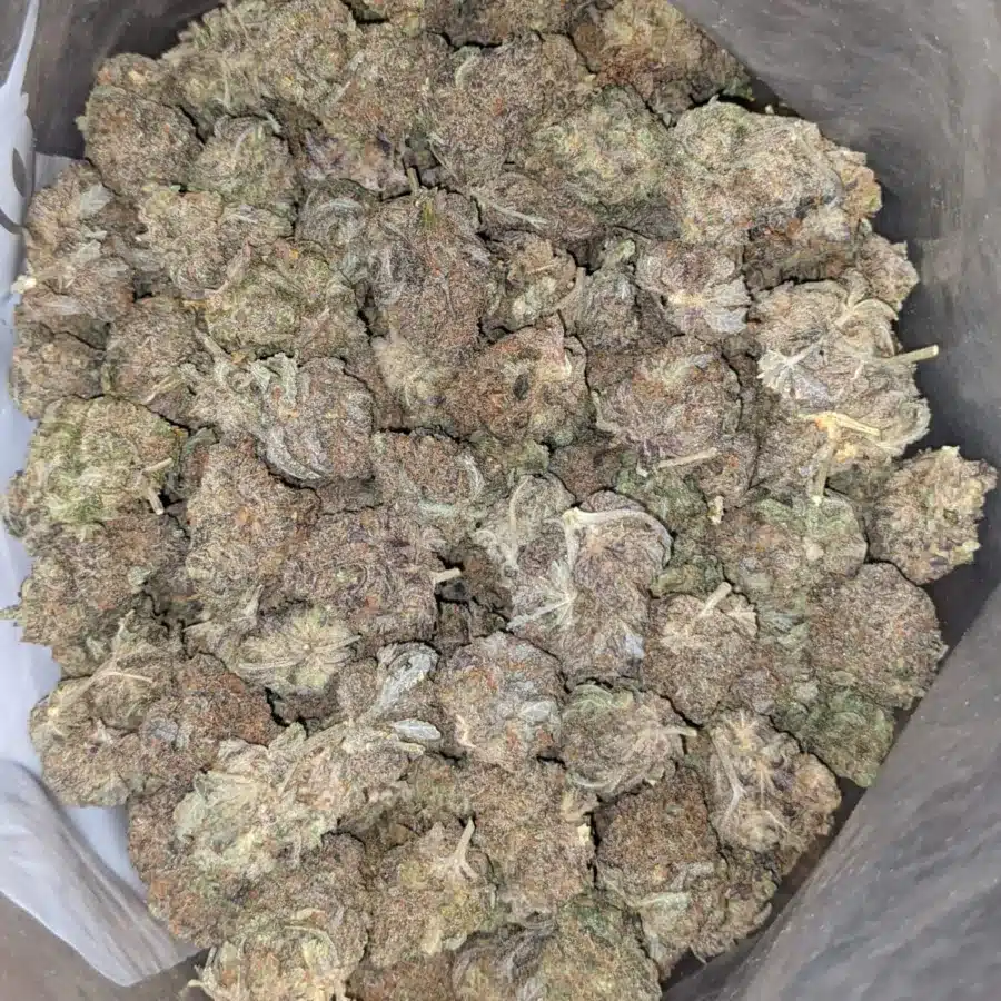 Sitnky Bubba 2 I Stinky Bubba