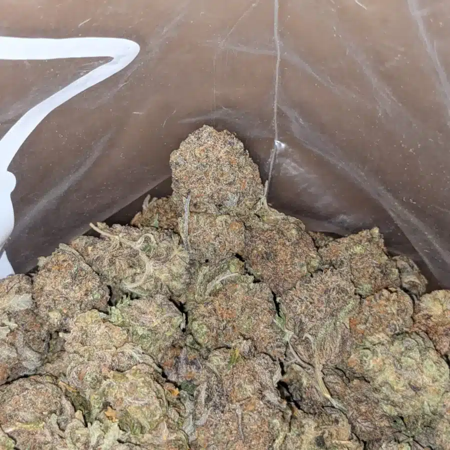 Sitnky Bubba 3 I Stinky Bubba