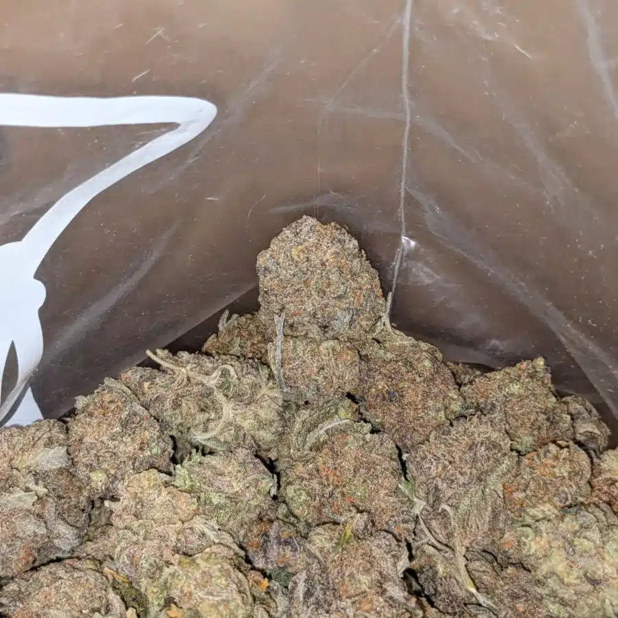 Sitnky Bubba 4 I Stinky Bubba