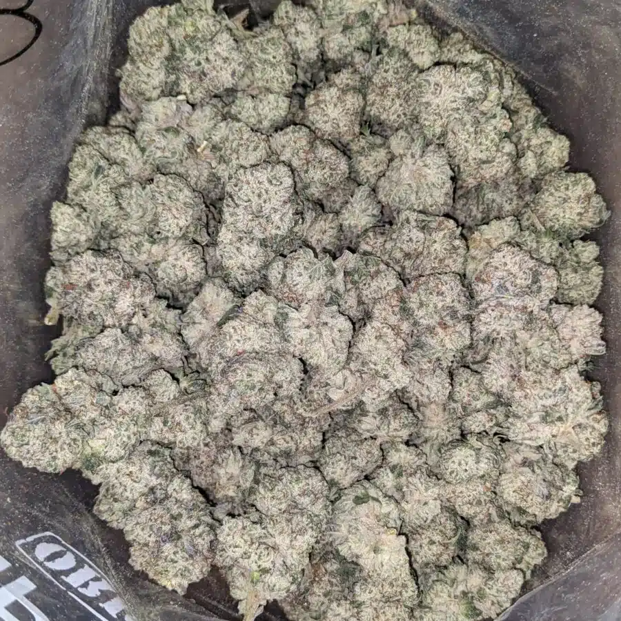 Snow White 2 I $ 56 Oz - Snow White