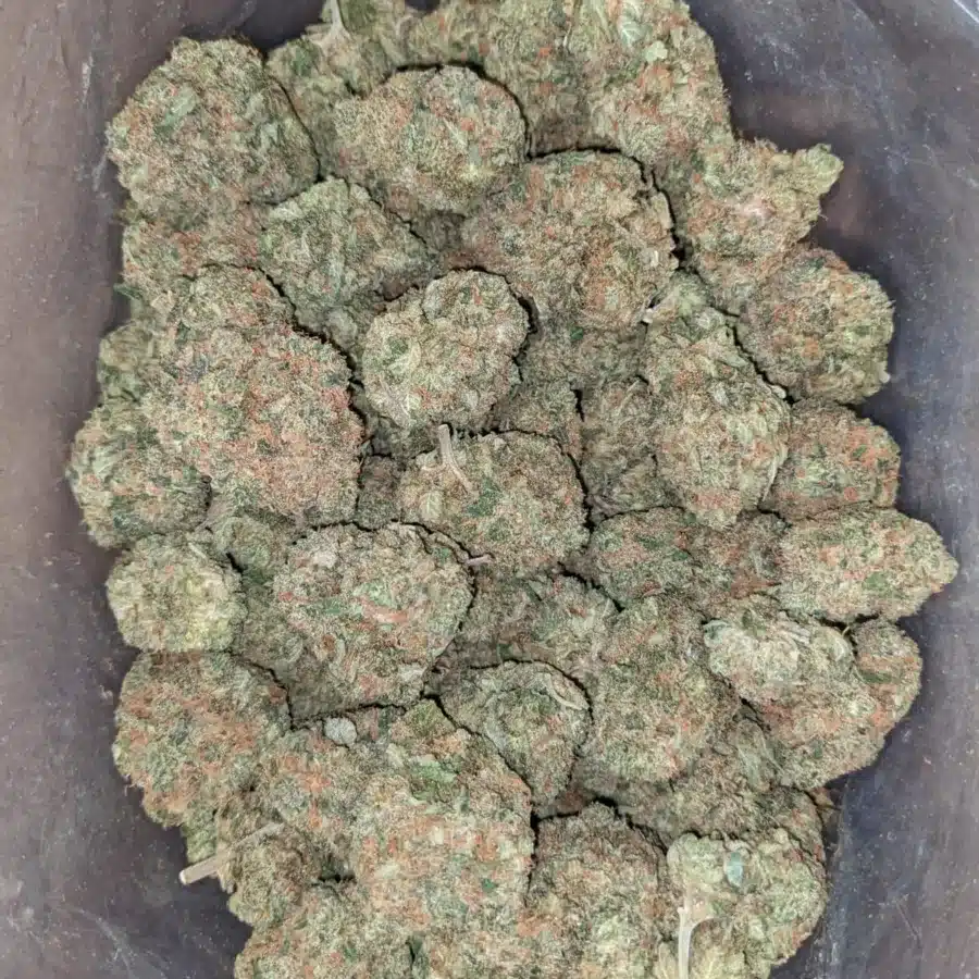 Tropical Runtz