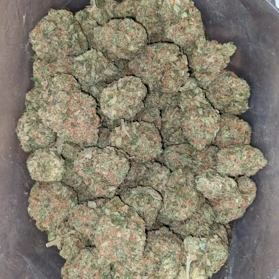 Tropical Runtz - Image 2