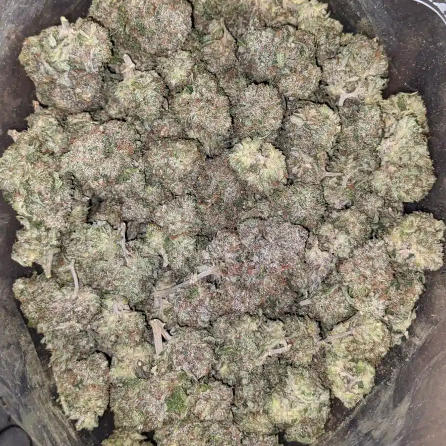 Bubba Wreck 8 I Bubba Wreck