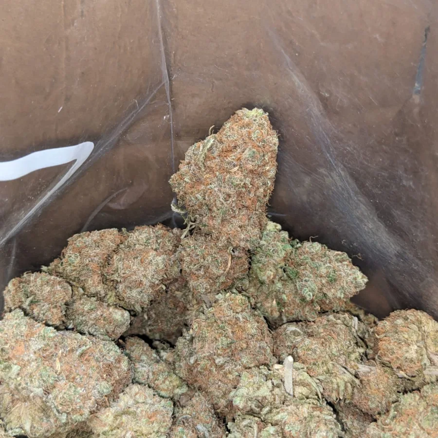 Chocolope 3 I Chocolope