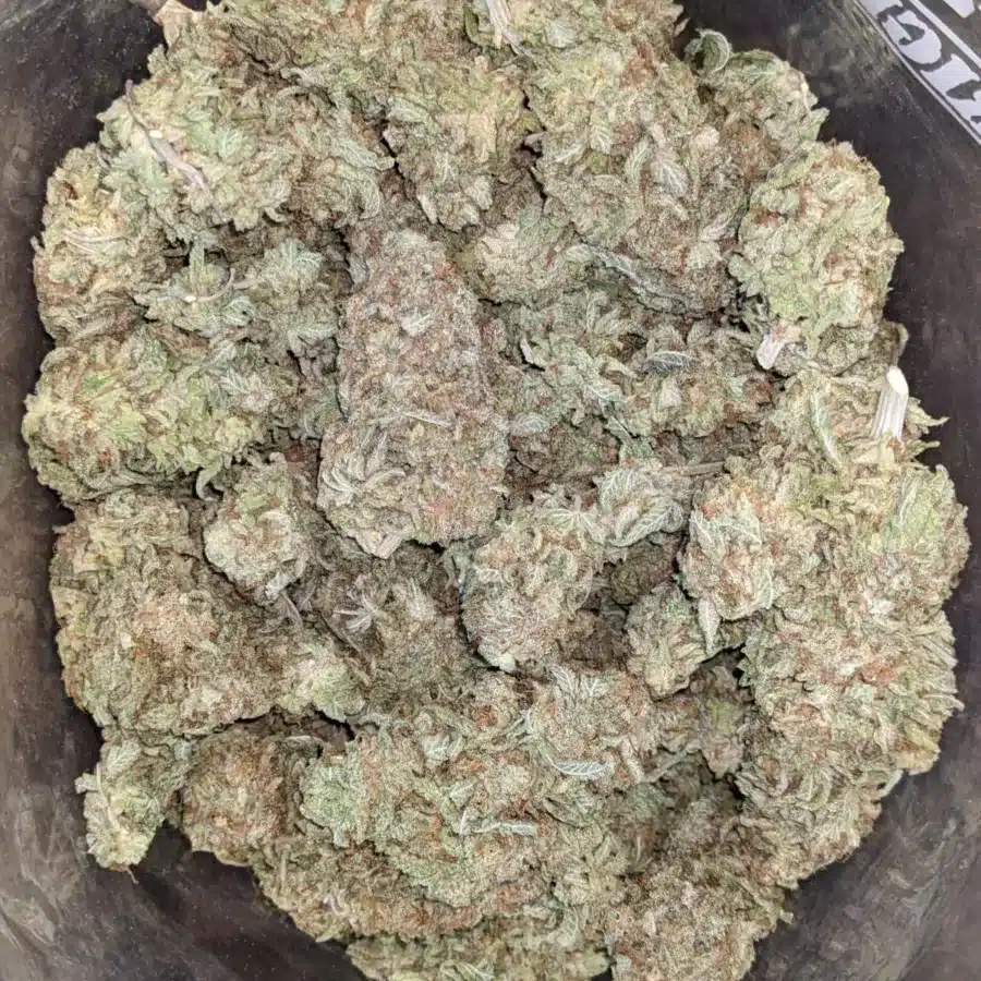 Citrus Lemon 1 I Lemon Citrus
