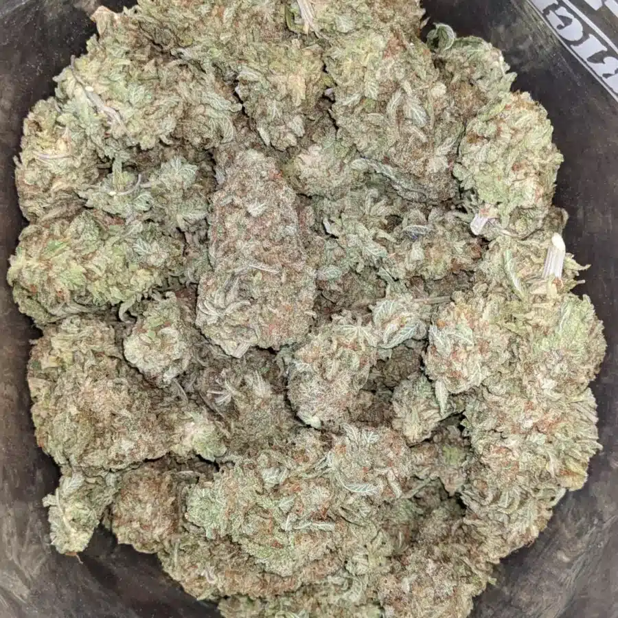 Citrus Lemon 2 I Lemon Citrus