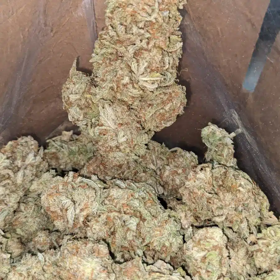 Citrus Lemon 3 I Lemon Citrus