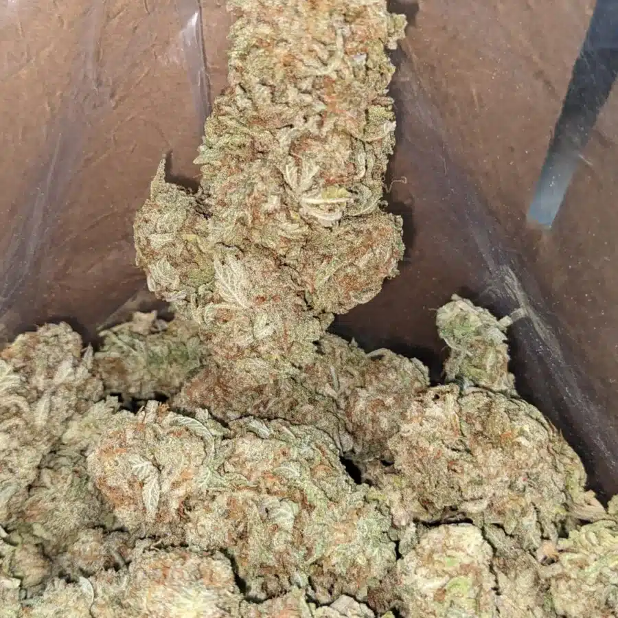Citrus Lemon 4 I Lemon Citrus