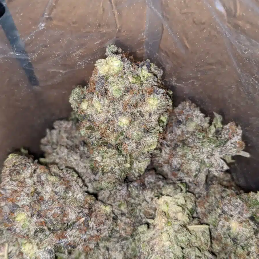 Death Pink Star 4 I Pink Death Star