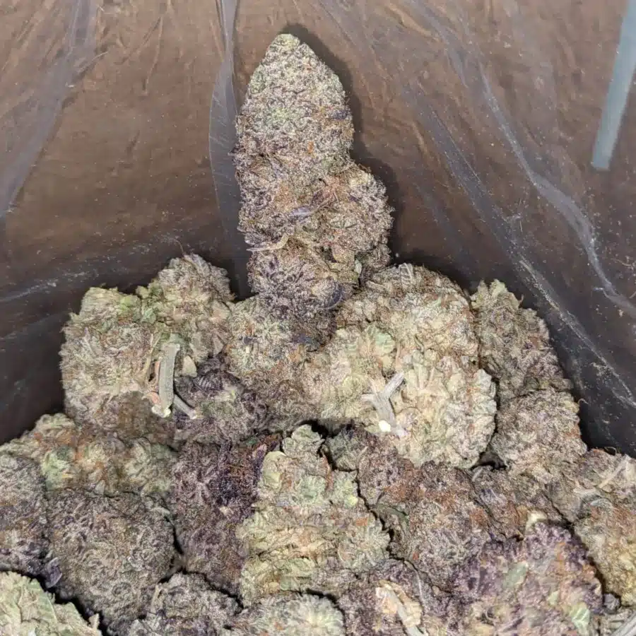 Fruit Loops 3 2 I Fruit Loops