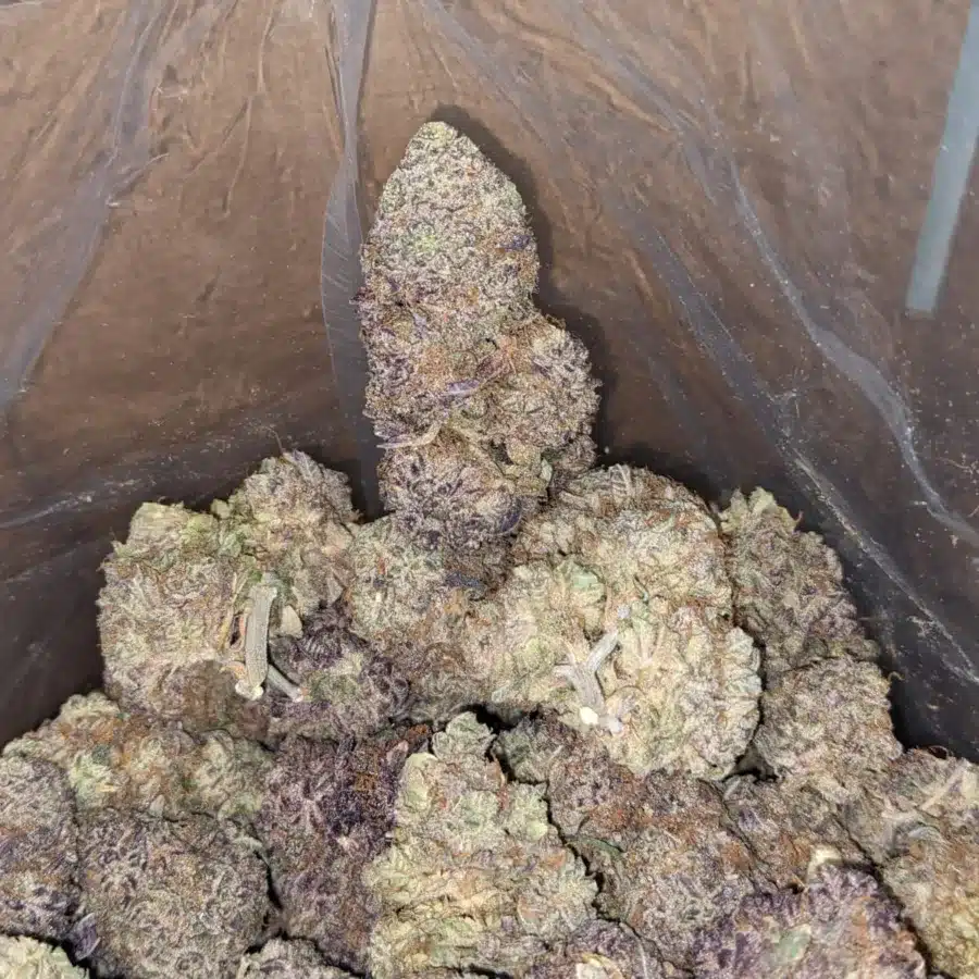 Fruit Loops 4 1 I Fruit Loops