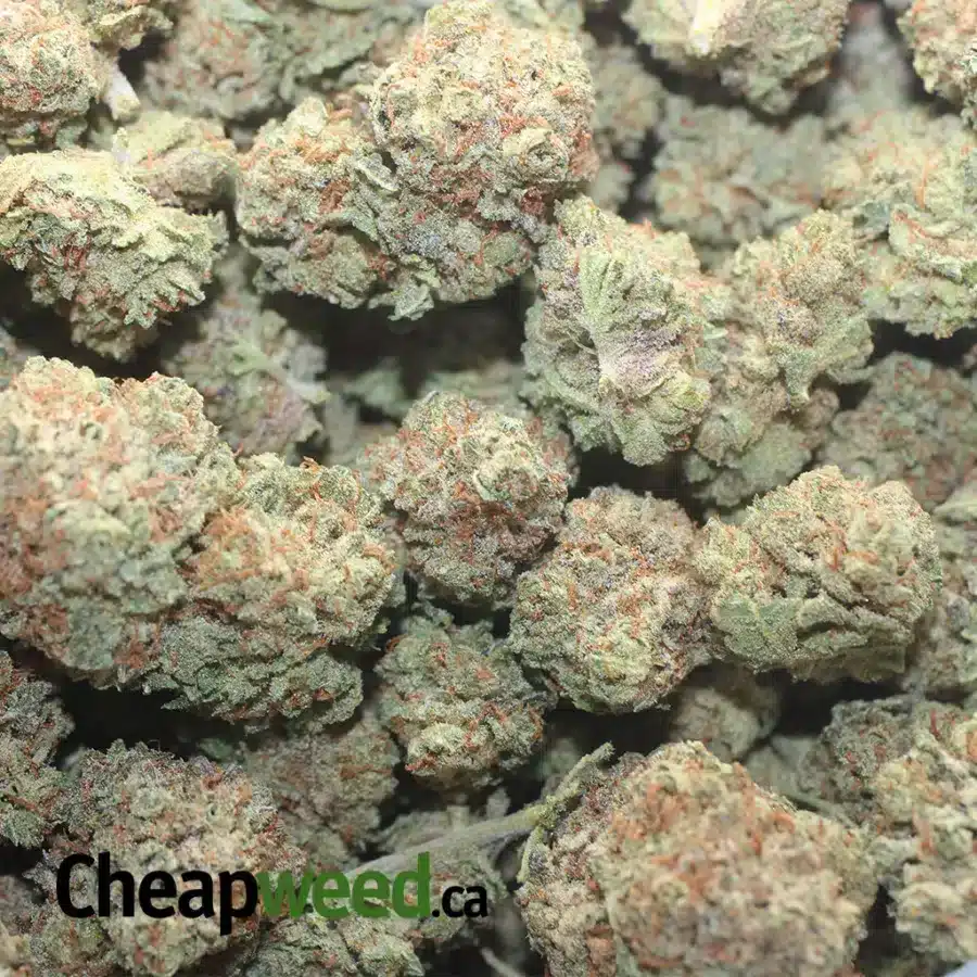 GRAPEFRUIT HAZE 1 I Grapefruit Haze