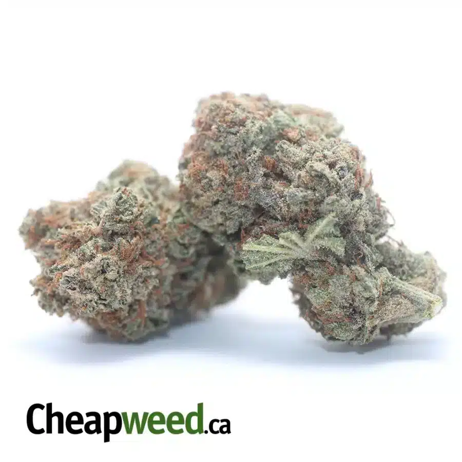 GRAPEFRUIT HAZE 3 I Grapefruit Haze