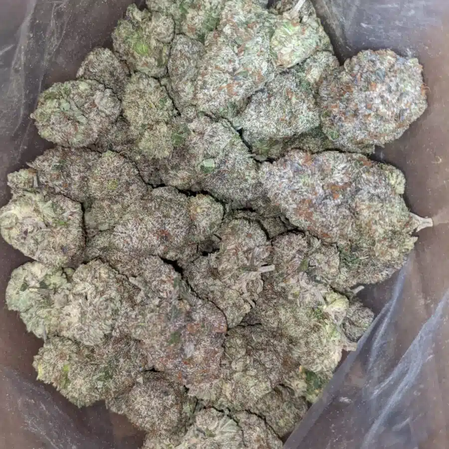 GUCCI PINK 3 I Gucci Pink #2