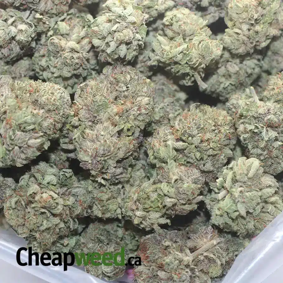 ICEWRECK 1 I Icewreck