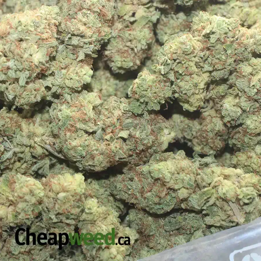 LEMON BREATH 1 I Lemon Breath