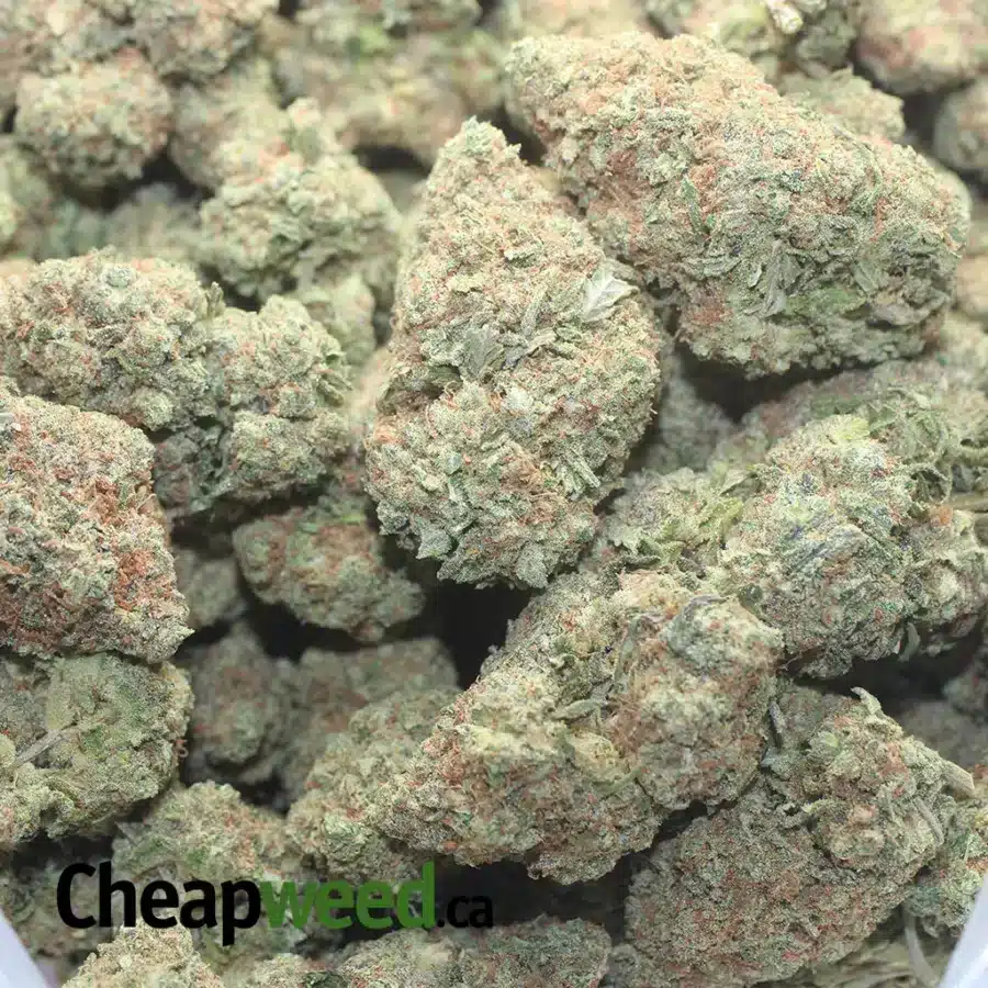 PAPAYA 1 I Papaya
