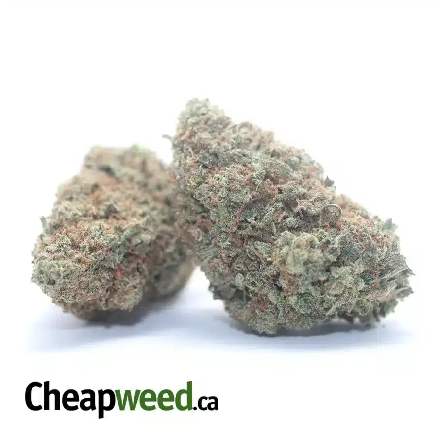 PAPAYA 3 I Papaya