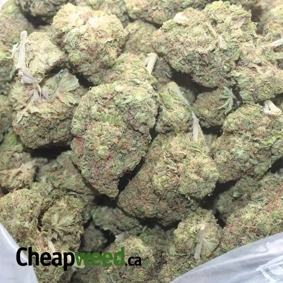 PINEAPPLE 1 I $ 49 Oz - Pineapple