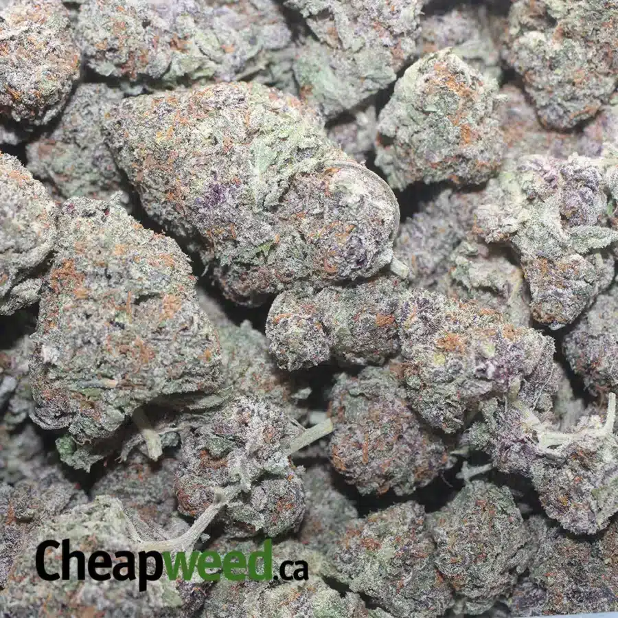 PURPLE ACAI 1 I Purple Acai