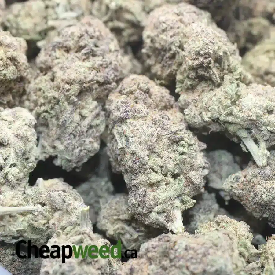 PURPLE MIRACLE ALIEN COOKIES 1 1 I Purple Miracle Alien Cookies